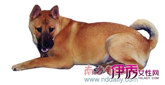 赖皮狗上门+110也劝不走(图)