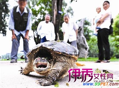 鳄鱼龟怎么养_饲养大鳄龟_纯种鳄龟_鳄龟 最大 - 半袖 ...