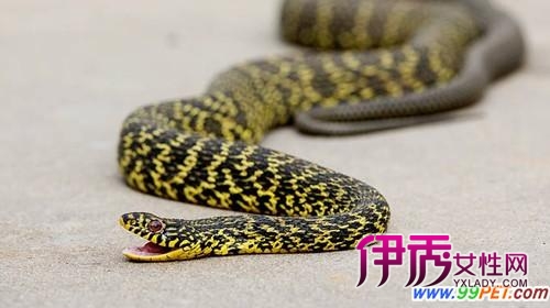 无毒的蛇_无毒蛇的种类