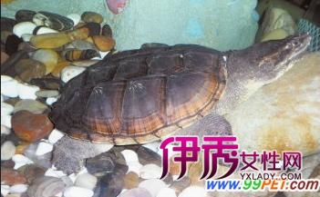 小鳄龟-小鳄龟价格_小鳄龟怎么养_小鳄龟吃什么_小鳄