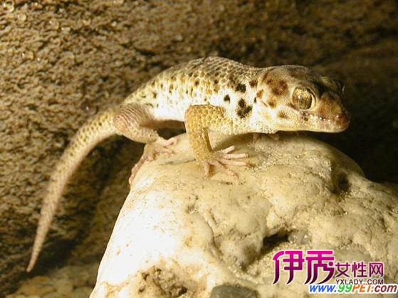 蛙眼守宮的人工繁殖(圖)