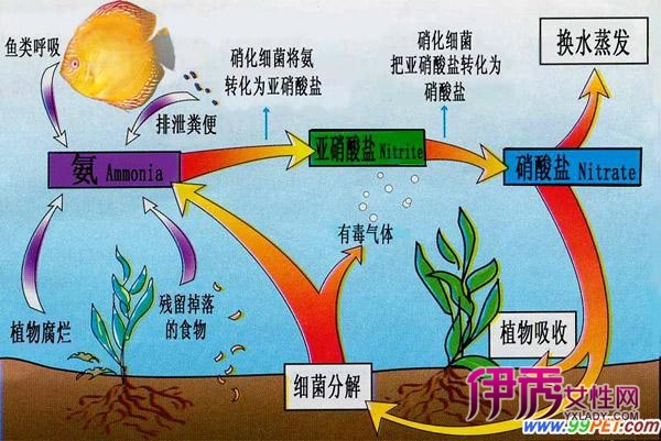 最完美水族造景之生态平衡下的氮循环(五)(图)