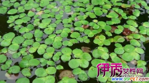 邻居老王家就因为在金鱼缸里放进了浮萍