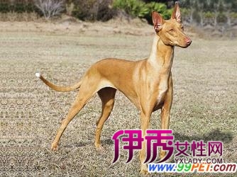 法老王猎犬的一大特色