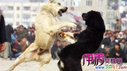 记者赶到现场时,恰好一场比赛结束,一群人正围着一只获胜的斗狗议论着