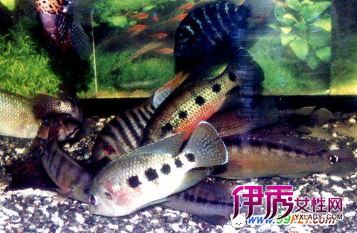 淡水鱼的种类图片_淡水鱼的种类_淡水鱼养殖