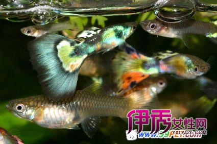 孔雀鱼的繁殖_孔雀鱼怎么养_孔雀鱼生小鱼_孔