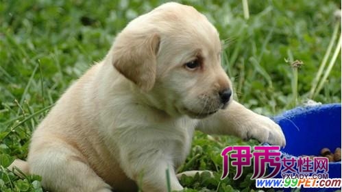 儿童简笔画----小狗丹尼的画法