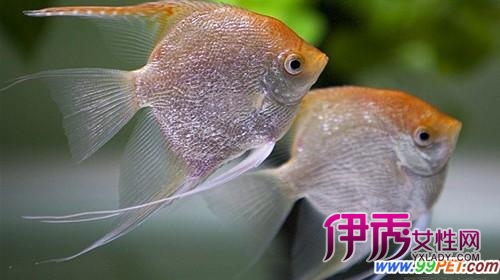 龙鱼混养_鹦鹉鱼混养_银龙鱼混养_混养|life.yx