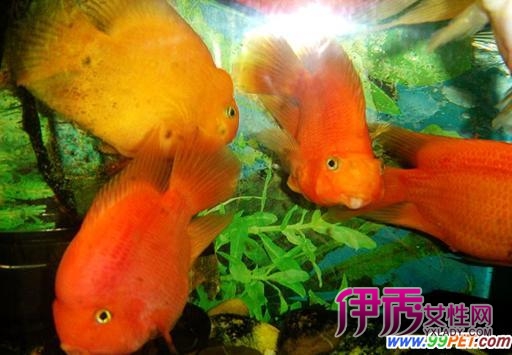 龙鱼混养_鹦鹉鱼混养_银龙鱼混养_混养|life.yx