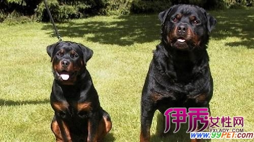 宁波三个区禁止饲养烈性犬大型犬(图)
