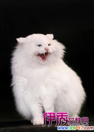 麦角胺咖啡因片_麦角胺咖啡因_毛色(6)|life.yxl