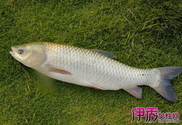 小草鱼饲料|life.yxlady.com