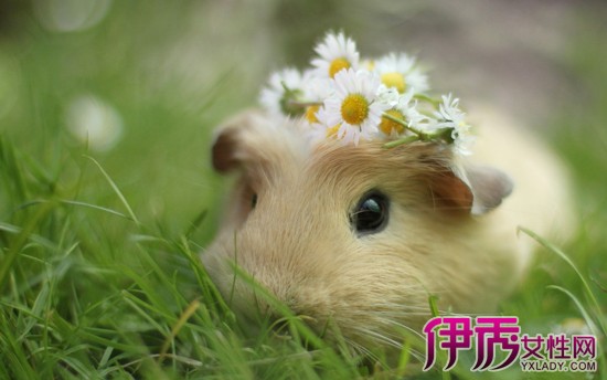 很多反映养朋友的仓鼠都看着,买了蝴蝶仓鼠回家,喜爱他们快乐健康的长坚强的宝宝谁唱的图片