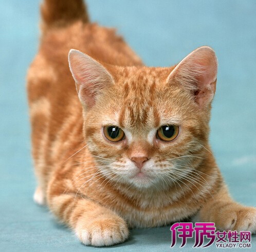 小猫不吃东西怎么办|life.yxlady.com