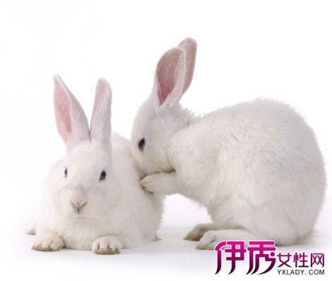 兔子最喜欢吃什么|life.yxlady.com