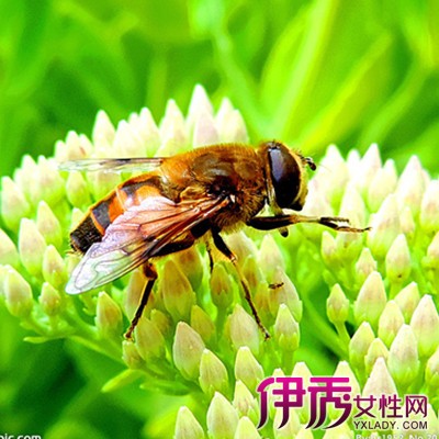 蜜蜂的生长繁殖过程是怎样的