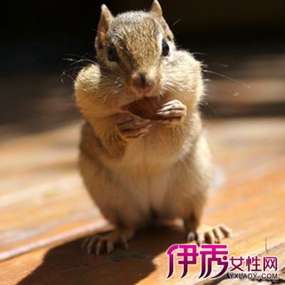 仓鼠名字|life.yxlady.com-伊秀生活小常识