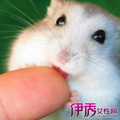 仓鼠怎么训练|life.yxlady.com-伊秀生活小常识