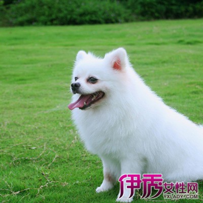 博美犬如何训练|life.yxlady.com