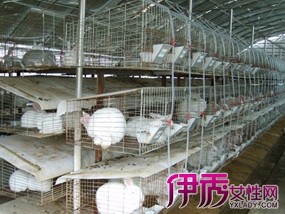 肉兔养殖技术|life.yxlady.com