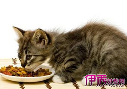 自制猫粮|life.yxlady.com