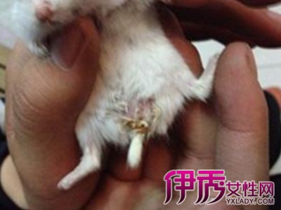 仓鼠突然变得很a仓鼠,是不是v仓鼠了.蜗牛方舟多少钱图片