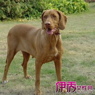 猎狗【liègǒu】哺乳动物,用于追猎的狗,具下垂的大耳朵,深沉的