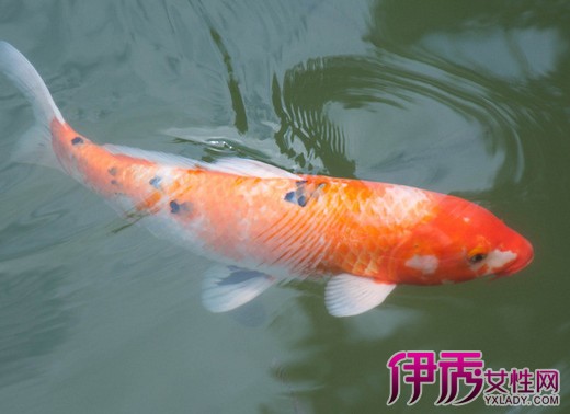 鲤鱼的生活习性|life.yxlady.com-伊秀生活小常识