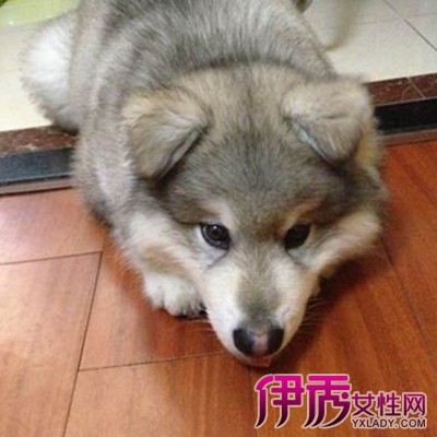 狗狗打嗝|life.yxlady.com-伊秀生活小常识