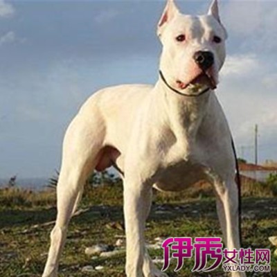 比特犬vs杜高犬|life.yxlady.com-伊秀生活小常识