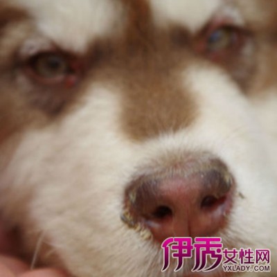小狗狗流鼻涕怎么办?