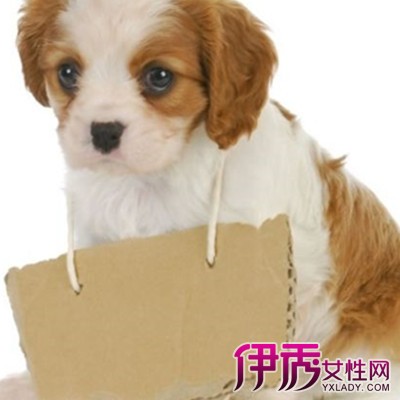 狗狗又吐又拉稀怎么办|life.yxlady.com-伊秀生活