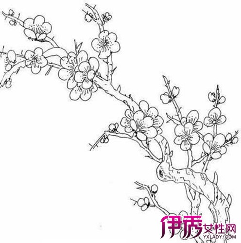 【圖】彩鉛手繪梅花簡筆畫怎麼畫 畫梅花方法介紹