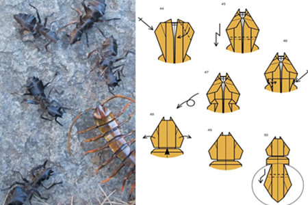 泥泞折纸蚂蚁图片