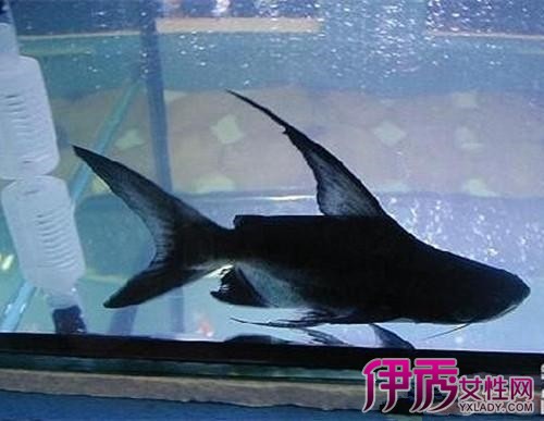 【图】成吉思汗鱼的生物特性其与蓝鲨的辨别方