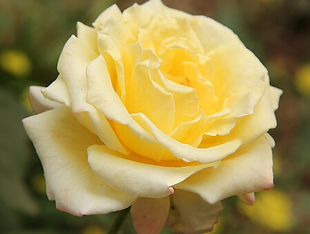 黄玫瑰花语是什么 送黄玫瑰代表什么意思?_花