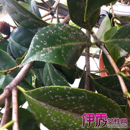 【图】茶花树叶子上白色斑点是什么 盘点茶花树的7个栽培技术点