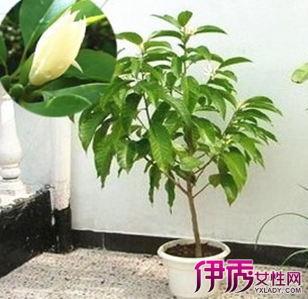 白兰花盆栽养殖方法图片