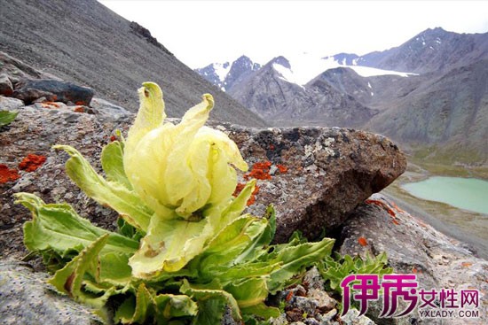 【圖】天山雪蓮圖片 天山雪蓮的功效作用及其培植方法