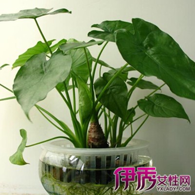 【水养植物】【图】了解水养植物的生长习性