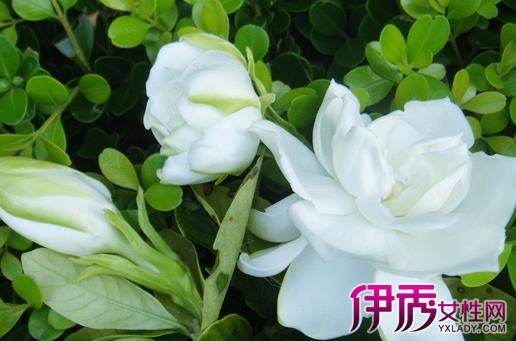 【栀子花什么时候开】【图】栀子花什么时候开