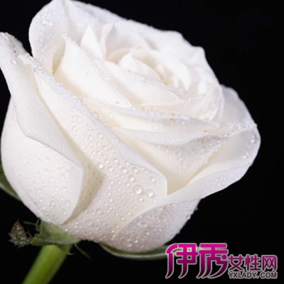 【图】白玫瑰和红玫瑰的花语是什么 告诉你不