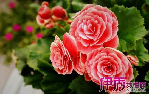 【图】七星海棠图片欣赏 植物文化需知道