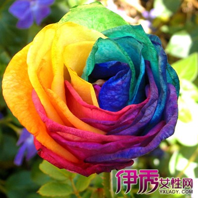 【图】七彩玫瑰花图片大全 曝光该花的花语