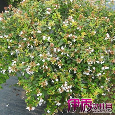 【绿篱植物】【图】绿篱植物图片展示 为你介