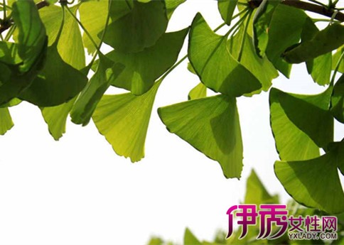 【活化石有哪些植物】【图】活化石有哪些植物
