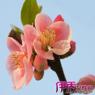 【梅花的花语】【图】梅花的花语是什么? 了解