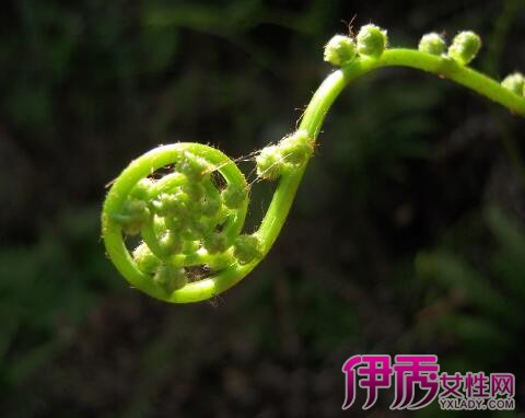 【圖】蕨類植物的生殖方式瞭解 八種具有代表性的蕨類植物