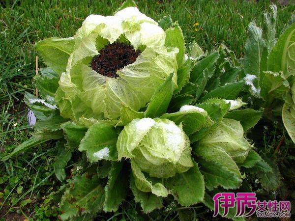 【图】新疆天山雪莲花图片介绍 揭示雪莲花的3种功效与作用